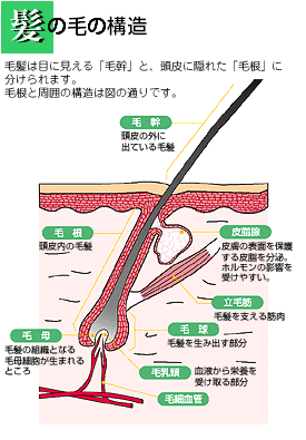 髪の毛の構造
